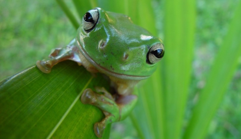 Genetik Çeşitlilik