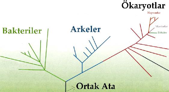 Popülasyon Genetiği Nedir?