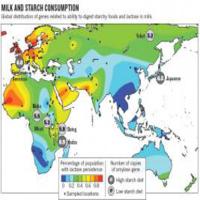 Laktoz toleransının coğrafi dağılım haritası