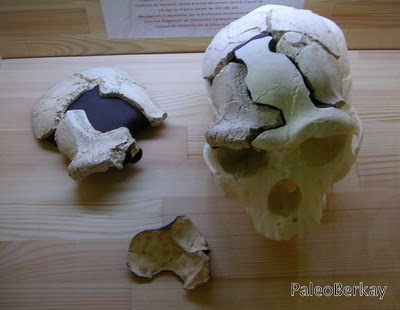 homo-erectus-turkey-709529