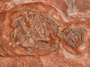 992489-massospondylus