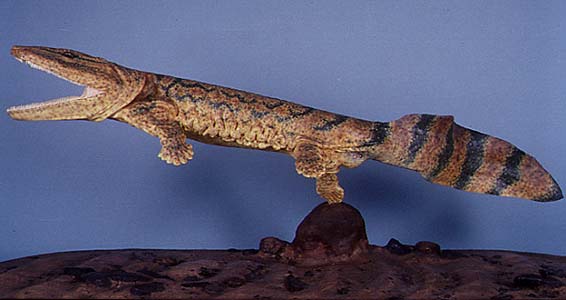 04_Acan_flesh_reconstruct