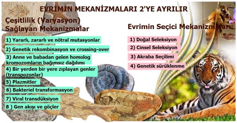 Evrimin mekanizmaları