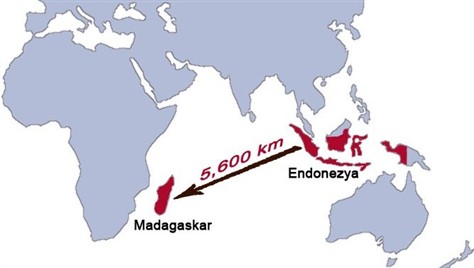 Madagaskar'ın Genleri Endonezya'dan