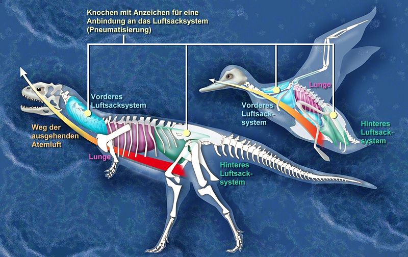 Kuşların Evrimi- Archeopterix