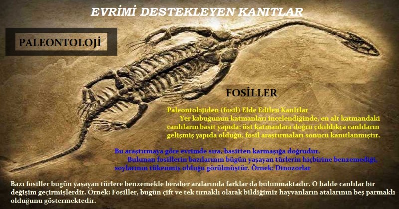 Paleontolojiden (Fosiller) Elde Edilen Kanıtlar