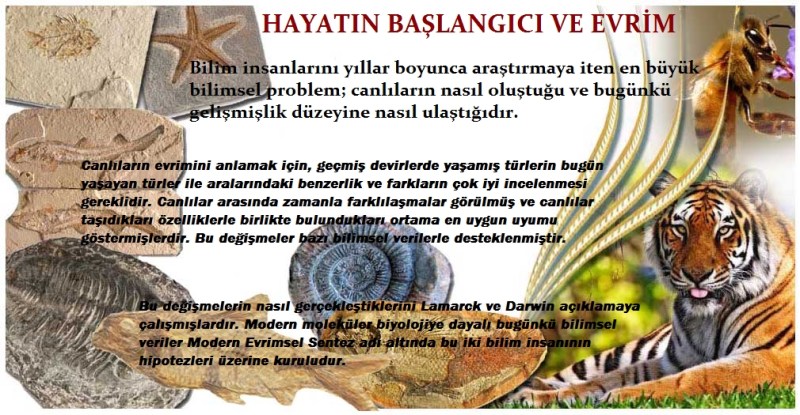 Foto Galeri: Görselli Evrim Dersleri