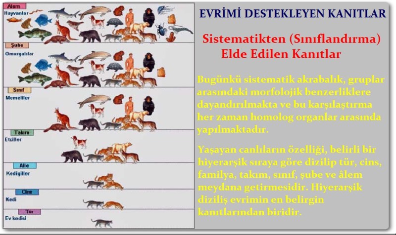 Sınıflandırmadan Elde Edilen Kanıtlar