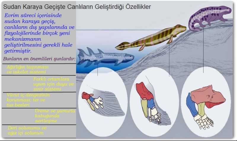 Sudan Karaya Geçişte Canlıların Geliştirdiği Özellikler