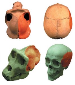 human_gorilla_skulls