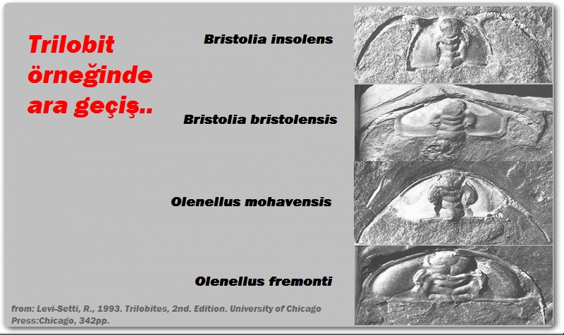 Trilobit Örneğinde Ara Geçiş