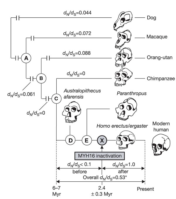 MYH16Divergence