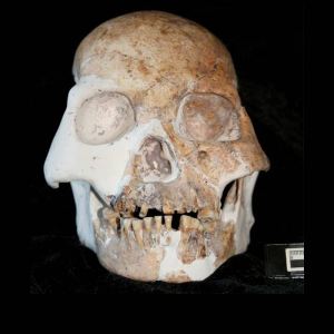 skull-hominin-species