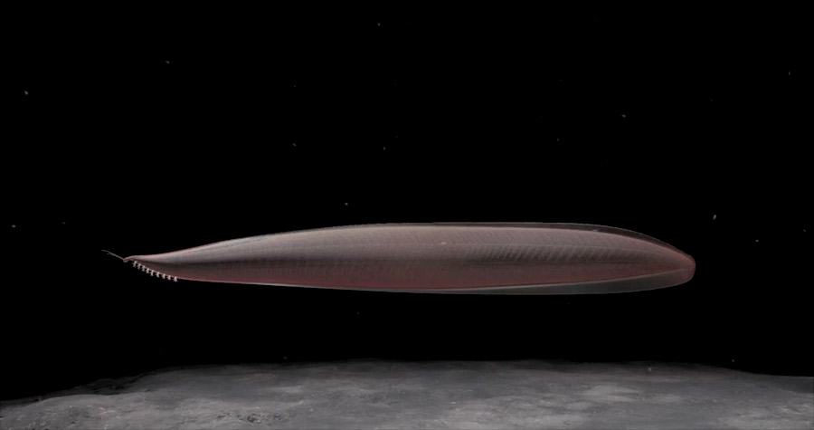 List of Transitional Forms