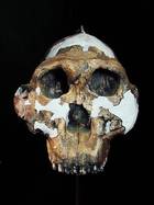 The Robust Australopithecines