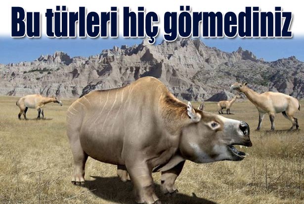 Foto Galeri: Bu Türleri Hiç Görmediniz