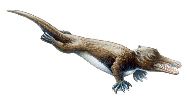 ambulocetus-missing-link_