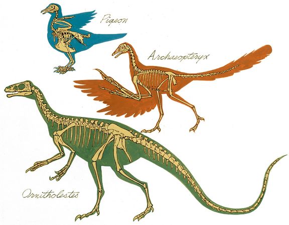 archaeopteryx-missing-link