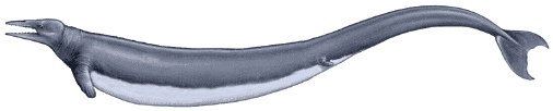 basilosaurus2