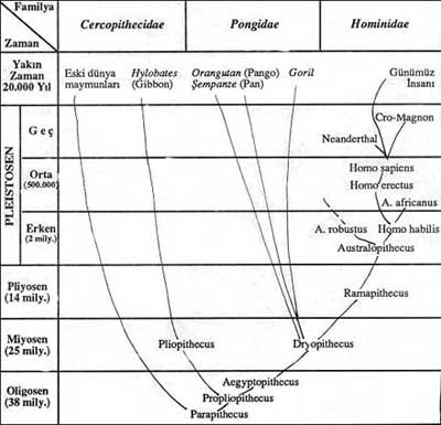 insanin-farazi-evrimi