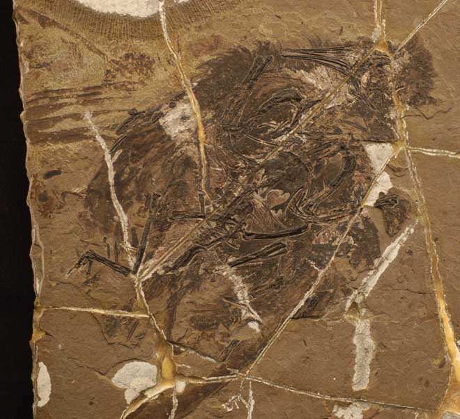 longirostravis-full1