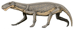 lycaenops