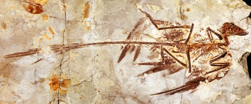 Kuşların Kökeni ve Evrimi - I