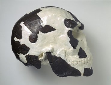 skull-omo-370_11092_1