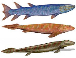 tetrapods