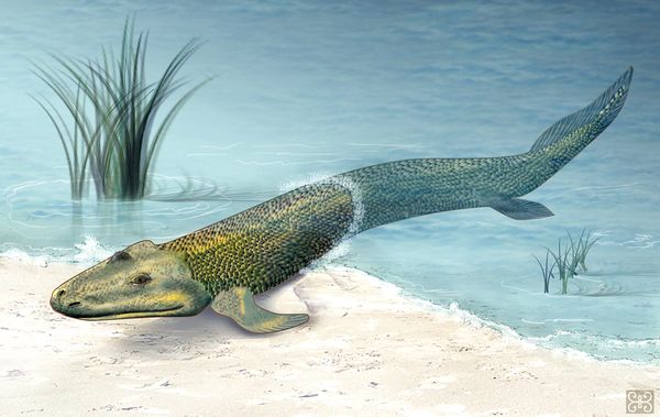 tiktaalik-missing-link