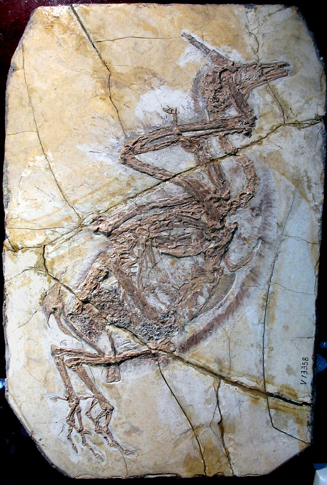 yanornis