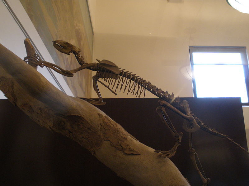 800px-Vulpavus_ovatus