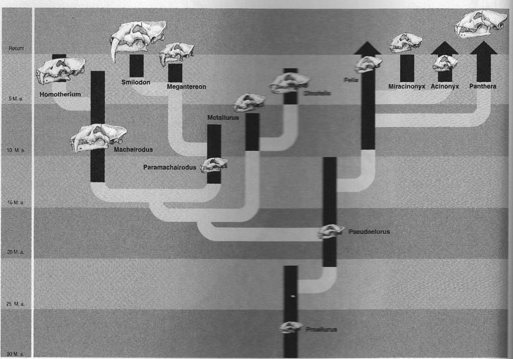 big cats blz 38 phylogeny Felidae