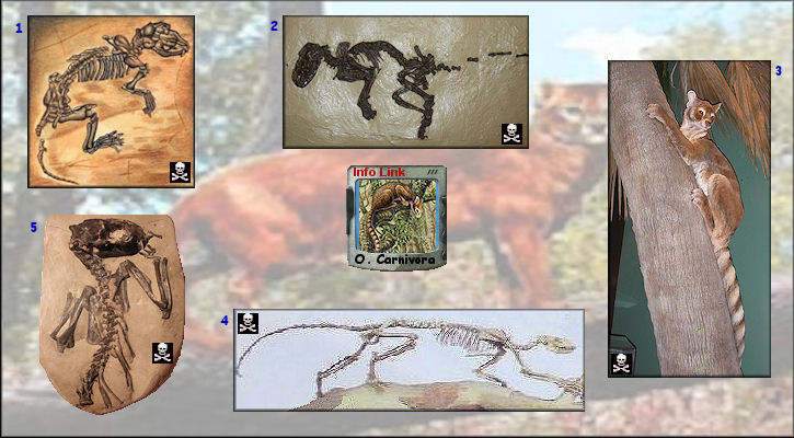 Clad_CarnivoraOther