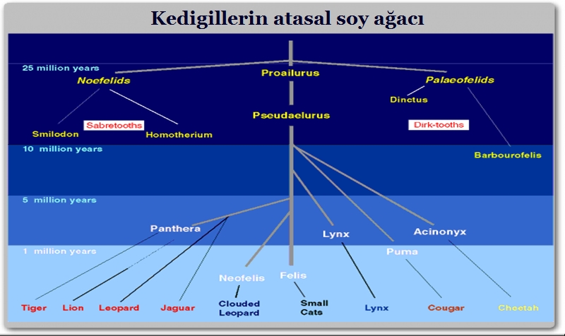 erken-homininiler-zaman-tablosu