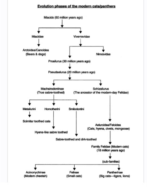 EvolutionofbigCats