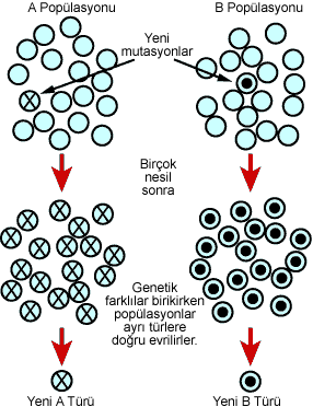 Mutations_to_species