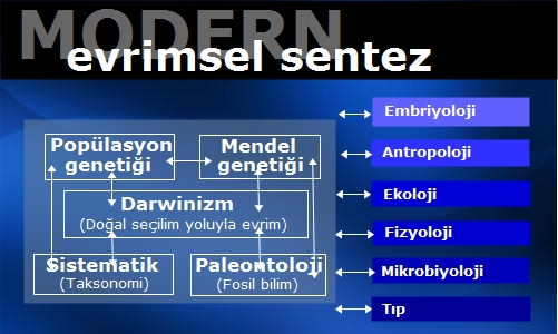 modern-evrimsel-sentez