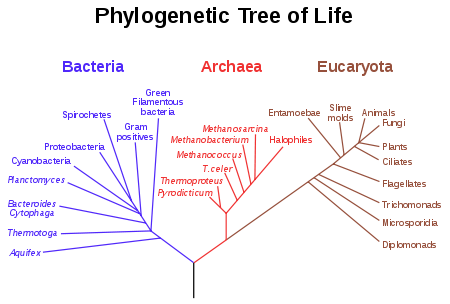450px-Phylogenetic_tree.svg