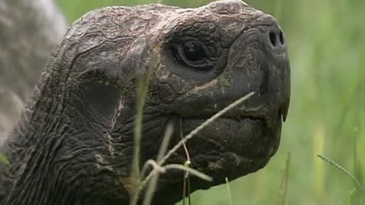 darwin-evolution-artenvielfalt