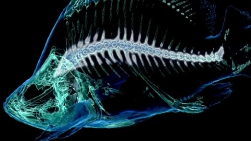 evolution-tier-verwandtschaft