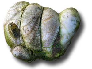 Crépidules_groupe