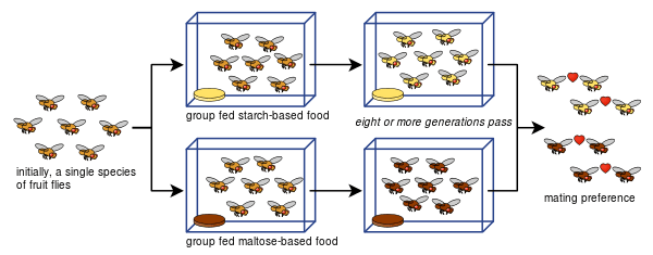 Drosophila_speciation_experiment.svg
