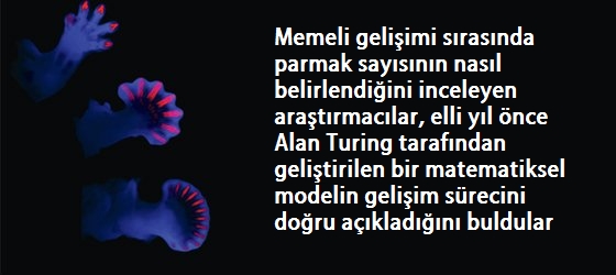 El ve Ayak Parmak Sayımız Evrimsel Olarak Nasıl Belirleniyor?