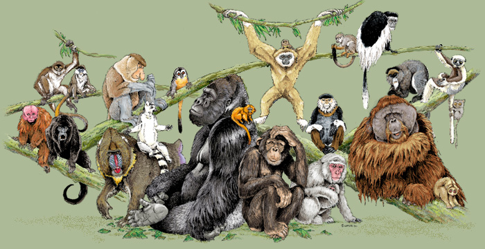 primates_tree