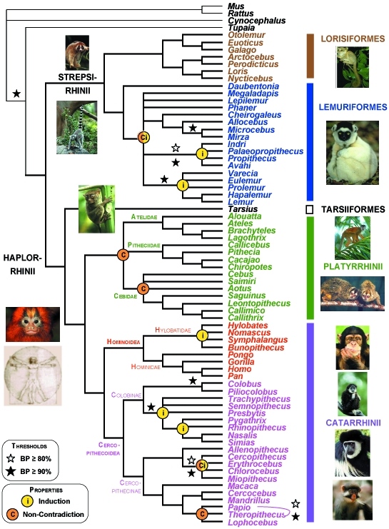 SB-Primates_Genres_S70_PhySIColor