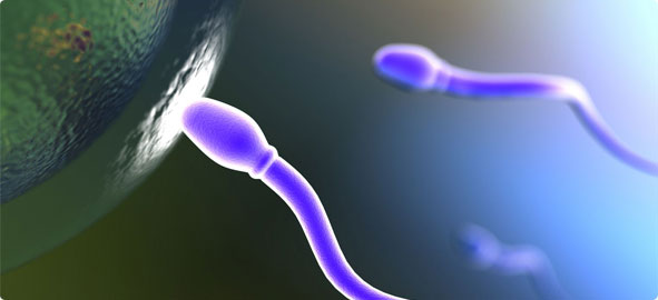 sperm-yumurta-bulusmasi_591x270