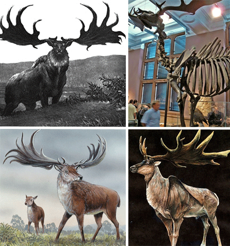 the-irish-elk