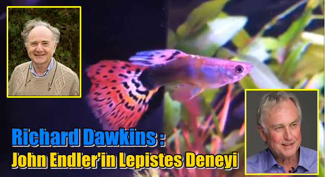 Video: Richard Dawkins Anlatıyor - Evrime Dair Bir Kanıt - Lepistes Deneyi ve Doğal Seçilim