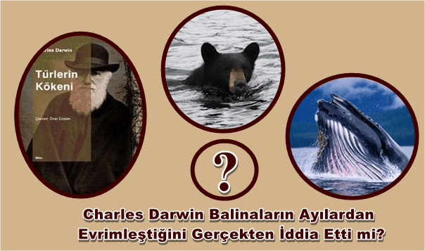 Charles Darwin ayilarin balinalardan geldigini gercekten iddia etti mi